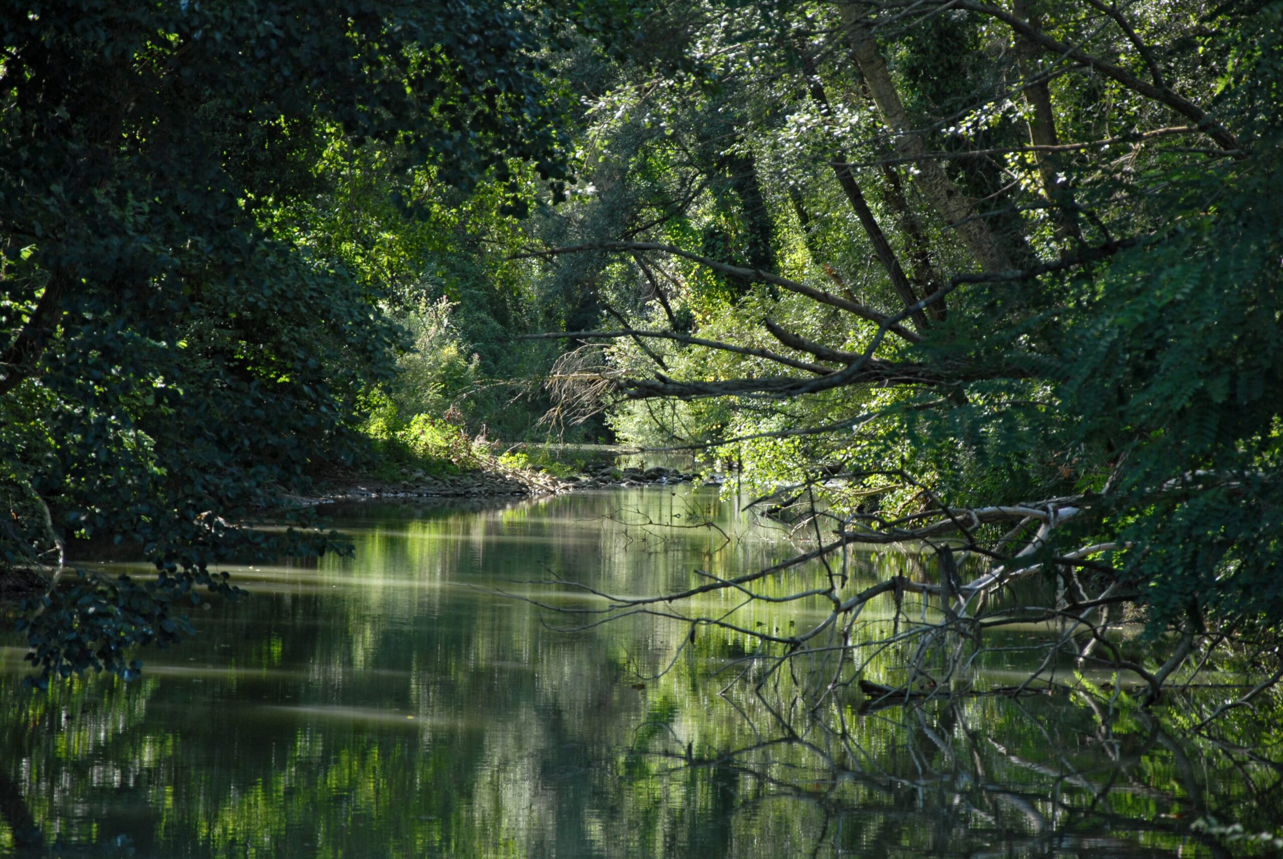 LA MEDICINA FORESTALE A LA CASELLA - La Casella River scaled